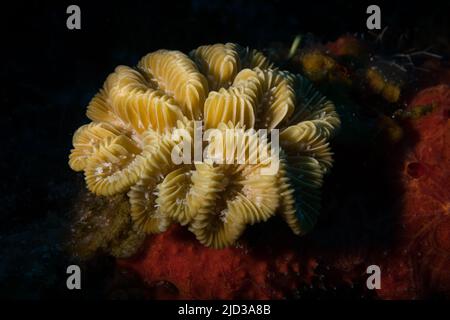 Elongate smooth flower coral (Eusmilia fastigiata forma flabellata) on the reef off the Dutch Caribbean island of Sint Maarten Stock Photo