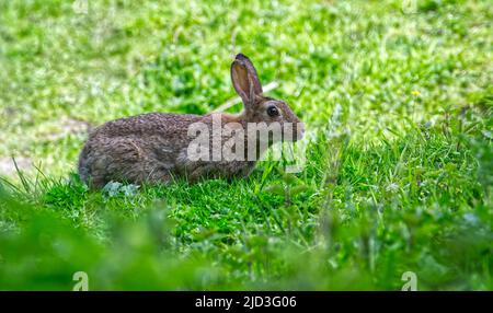 Wild Rabbit Stock Photo