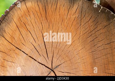 Cut tree disc of construction wood after deforestation stacked as woodpile show annual rings and the age of trees for lumber and timber industry Stock Photo