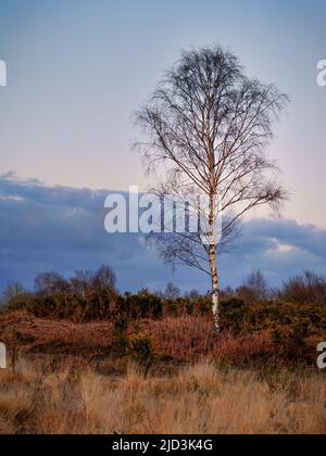 A lone silver birch catching the light of sunset Stock Photo