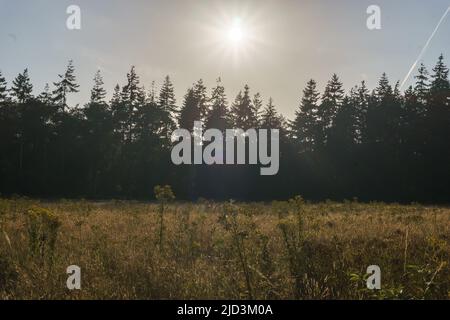 Sun over trees of fir and spruce forest shining in golden light on a meadow Stock Photo
