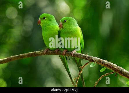 Two Plain Parakeets (Brotogeris tirica)) perched on a branch.  Atlantic Forest, Brazil Stock Photo