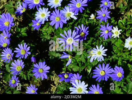 Top view of purple Lupine flowers swaying in the wind, Iceland Stock Photo