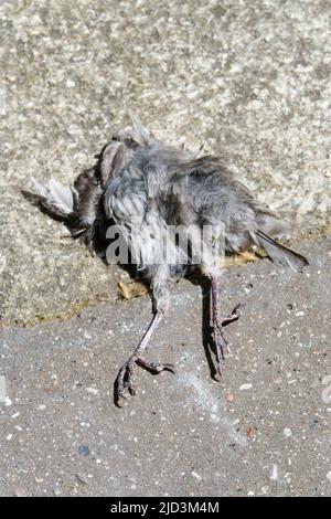 Heat wave hits France : Dried dead bird, Lyon, France Stock Photo - Alamy