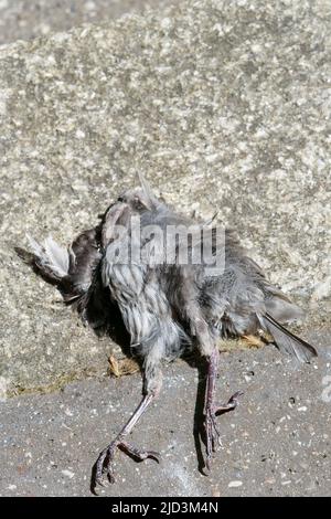 Heat wave hits France : Dried dead bird, Lyon, France Stock Photo - Alamy