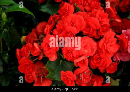 Colorful Begonia Evansiana Andrews plants in the garden Stock Photo