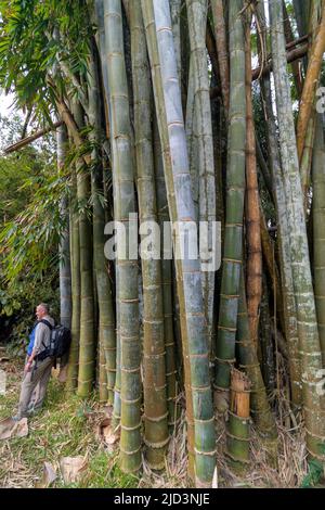 Madagascar giant bamboo (Cathariostachys madagascariensis), endemic to Madagascar. Stock Photo