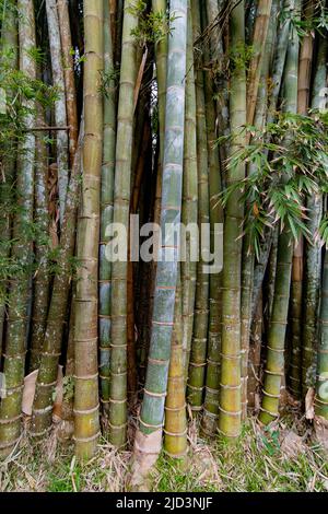 Madagascar giant bamboo (Cathariostachys madagascariensis), endemic to Madagascar. Stock Photo
