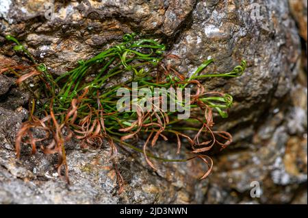 Northern spleenworth (Asplenium septentrionale ) from Hidra, south-western Norway in May. Stock Photo