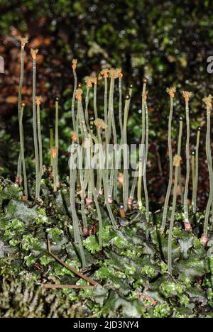 Overleaf pellia (Pellia epiphylla) with sporophytic stalks.Photo from Hidra, south-western Norway in April. Stock Photo