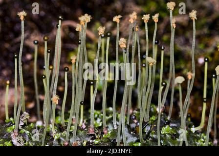 Sporophytes of overleaf pellia (Pellia epiphylla). Photo from Hidra, south-western Norway in April. Stock Photo