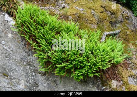 Fonds of the common polypody (Polypodium vulgare) from western Norway in July. Stock Photo