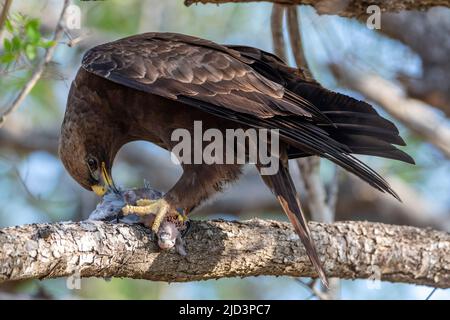 Wahlberg's eagle (Hieraaetus wahlbergi) feeding on a newly killed laughing dove in Kruger NP, South Africa. Stock Photo