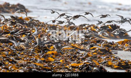 Flock of waders (among other sanderlings and common sand pipers) land to feed among kelp washed ashore at Lista, southern Norway in late August. Stock Photo
