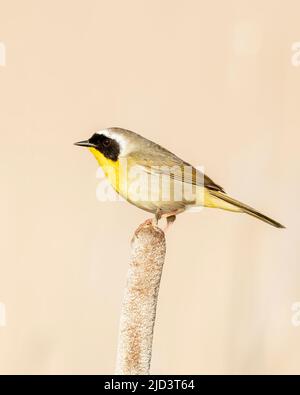 Common Yellowthroat (Geothlypis trichas), perched on cattails,  Kamloops, British Columbia, Canada, North America Stock Photo