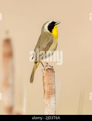 Common Yellowthroat (Geothlypis trichas), perched on cattails,  Kamloops, British Columbia, Canada, North America Stock Photo