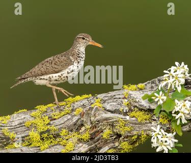 Spotted Sandpiper (Actitis macularius), Kamloops Canada, North America Stock Photo