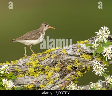 Spotted Sandpiper (Actitis macularius), Kamloops Canada, North America Stock Photo