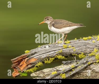 Spotted Sandpiper (Actitis macularius), Kamloops Canada, North America Stock Photo