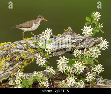 Spotted Sandpiper (Actitis macularius), Kamloops Canada, North America Stock Photo