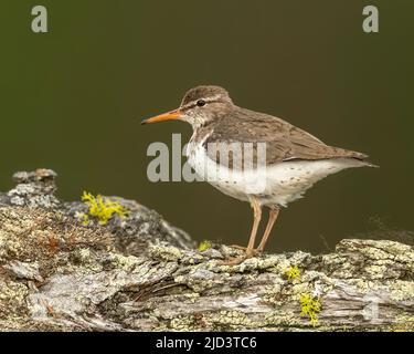 Spotted Sandpiper (Actitis macularius), Kamloops Canada, North America Stock Photo