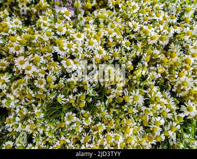 a huge bouquet of medicinal chamomile on the table Stock Photo