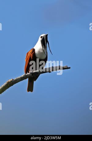 Three-wattled Bellbird (Procnias tricarunculatus) adult male singing from dead branch Costa Rica                    March Stock Photo