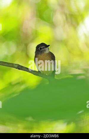 Tawny-chested Flycatcher (Aphanotriccus capitalis) adult perched on branch Arenal, Costa Rica                          March Stock Photo