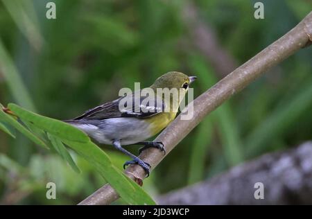 Yellow-throated Vireo (Vireo flavifrons) adult perched on branch Osa Peninsula, Costa Rica              March Stock Photo