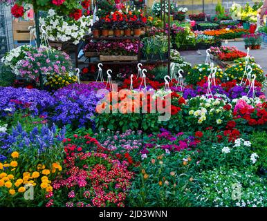 flower seedlings for sale on the market Stock Photo