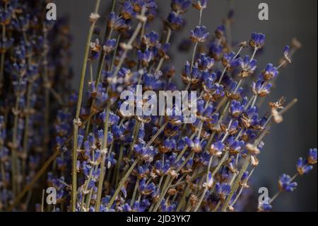 Dried bunches of lavender hanging on wooden ladders. Stock Photo
