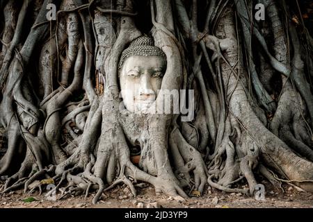 Buddha head in banyan tree roots at Wat Mahathat temple in Ayutthaya Historical Park, Thailand. Stock Photo