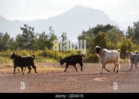 A goat cub walking in a herd in Turkey Stock Photo