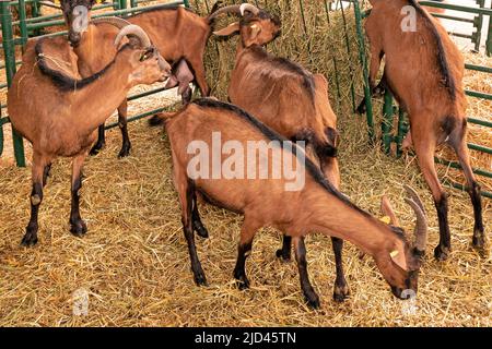 Young goats with brown fur standing on hay inside industrial farm enclosure Stock Photo