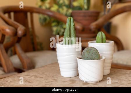 Purple opuntia, blue myrtle and stenocereus marginatus cactus in white ceramic pots Stock Photo