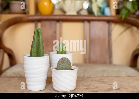 Purple opuntia, blue myrtle and stenocereus marginatus cactus in white ceramic pots with copy space Stock Photo