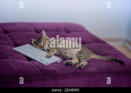 Kitten sleeping next to a computer keyboard on a sofa with selective background Stock Photo