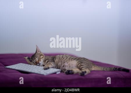 Kitten sleeping next to a computer keyboard on a sofa with selective background Stock Photo