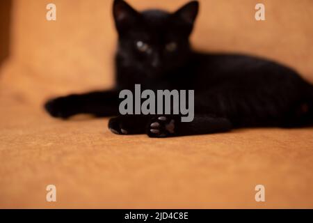 Paw of a black kitten close up with selective focus Stock Photo