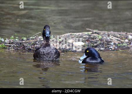 Pair of tufted duck (Aythya fuligula, male to the right) from Brandon Marsh, Leicestershire, UK. Stock Photo
