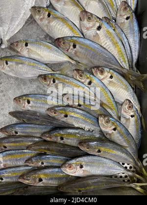 Photo of Philippine fish Salay Ginto, karabalyas, yellowstripe scad, Selaroides leptolepis , an inshore fish in the jack and horse mackerel family Car Stock Photo