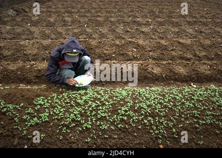 A young farmer taking young vegetable plants from nursery to be planted on a planned field near Mount Gede Pangrango National Park in Pacet, Cianjur, West Java, Indonesia. Stock Photo