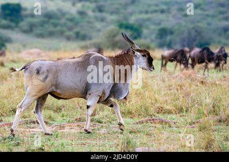 Common eland (Taurotragus oryx), Maasai Mara National Reserve, Kenya ...