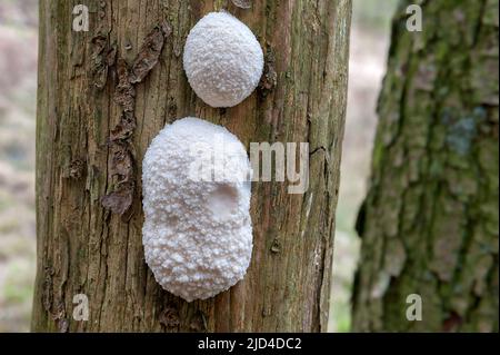 Slime mold False Puffball (Reticularia lycoperdon) from south-western Norway in May. Stock Photo