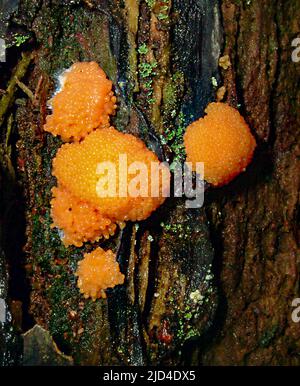 Slime mold (Ceratiomyxa sp. ?) from south-western Norway. Stock Photo
