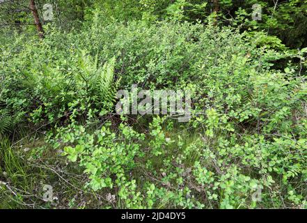 Scandinavia Cotoneaster Stock Photo