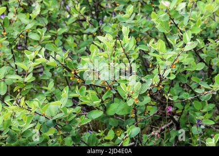 Scandinavia Cotoneaster Stock Photo