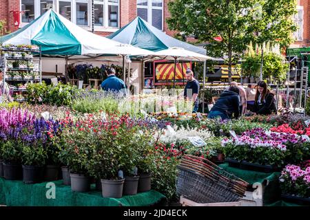 Epsom Surrey, London, June 11 2022, Market Trader Selling Plants And Flowers Stock Photo