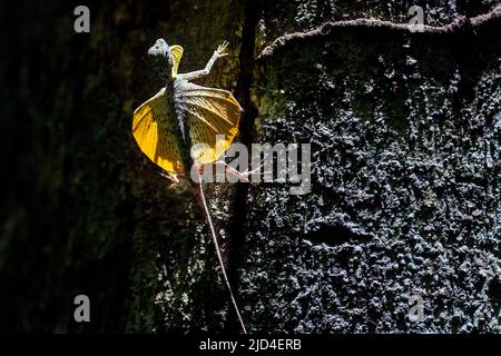 Sulawesi lined gliding lizard (Draco spilonotus) from Tangkoko National Park, northern Sulawesi, Indonesia Stock Photo