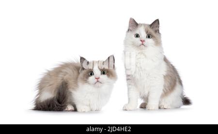 Two cute mink Ragdoll cat kitten, sitting and laying beside each other facing front. Looking towards camera with aqua greenish eyes. Isolated on a whi Stock Photo